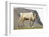 Reindeer Grazing-Joe McDonald-Framed Photographic Print