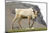 Reindeer Grazing-Joe McDonald-Mounted Photographic Print