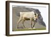 Reindeer Grazing-Joe McDonald-Framed Photographic Print