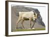 Reindeer Grazing-Joe McDonald-Framed Photographic Print