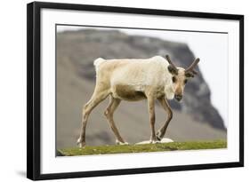 Reindeer Grazing-Joe McDonald-Framed Photographic Print