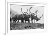 Reindeer, Grotli, Norway, 1929-null-Framed Giclee Print