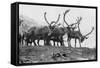 Reindeer, Grotli, Norway, 1929-null-Framed Stretched Canvas