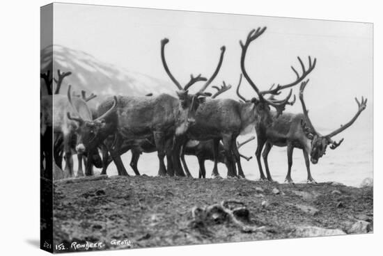 Reindeer, Grotli, Norway, 1929-null-Stretched Canvas