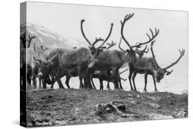 Reindeer, Grotli, Norway, 1929-null-Stretched Canvas