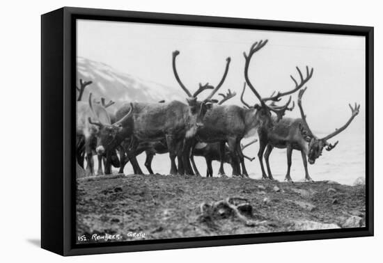 Reindeer, Grotli, Norway, 1929-null-Framed Stretched Canvas