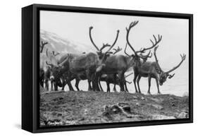 Reindeer, Grotli, Norway, 1929-null-Framed Stretched Canvas