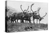 Reindeer, Grotli, Norway, 1929-null-Stretched Canvas