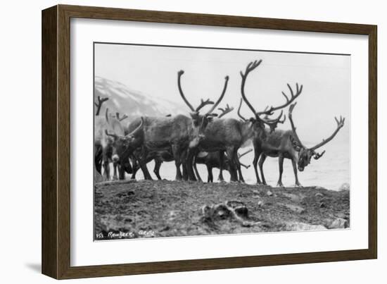 Reindeer, Grotli, Norway, 1929-null-Framed Giclee Print