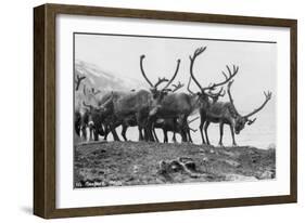 Reindeer, Grotli, Norway, 1929-null-Framed Giclee Print