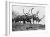 Reindeer, Grotli, Norway, 1929-null-Framed Giclee Print