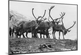 Reindeer, Grotli, Norway, 1929-null-Mounted Giclee Print