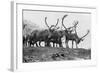 Reindeer, Grotli, Norway, 1929-null-Framed Giclee Print