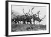 Reindeer, Grotli, Norway, 1929-null-Framed Giclee Print