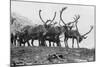 Reindeer, Grotli, Norway, 1929-null-Mounted Giclee Print