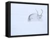 Reindeer hunkering down in snow during blizzard, Norway-Danny Green-Framed Stretched Canvas