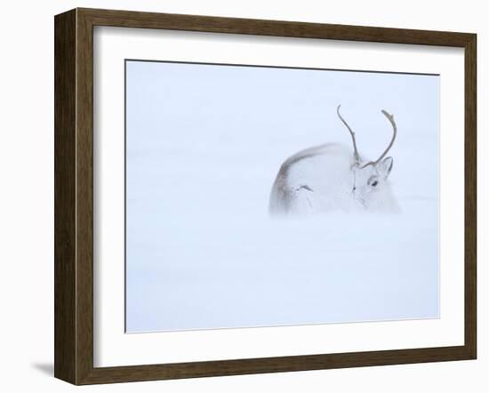 Reindeer hunkering down in snow during blizzard, Norway-Danny Green-Framed Photographic Print