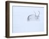 Reindeer hunkering down in snow during blizzard, Norway-Danny Green-Framed Photographic Print