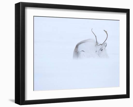 Reindeer hunkering down in snow during blizzard, Norway-Danny Green-Framed Photographic Print