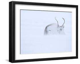 Reindeer hunkering down in snow during blizzard, Norway-Danny Green-Framed Photographic Print