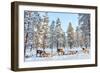 Reindeer in a Winter Forest in Finnish Lapland-BlueOrange Studio-Framed Photographic Print