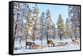 Reindeer in a Winter Forest in Finnish Lapland-BlueOrange Studio-Framed Stretched Canvas