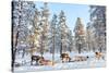 Reindeer in a Winter Forest in Finnish Lapland-BlueOrange Studio-Stretched Canvas