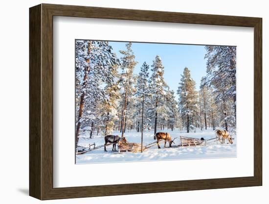 Reindeer in a Winter Forest in Finnish Lapland-BlueOrange Studio-Framed Photographic Print