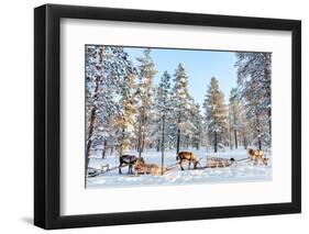 Reindeer in a Winter Forest in Finnish Lapland-BlueOrange Studio-Framed Photographic Print