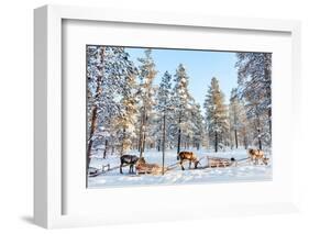 Reindeer in a Winter Forest in Finnish Lapland-BlueOrange Studio-Framed Photographic Print