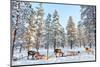 Reindeer in a Winter Forest in Finnish Lapland-BlueOrange Studio-Mounted Photographic Print