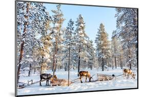 Reindeer in a Winter Forest in Finnish Lapland-BlueOrange Studio-Mounted Photographic Print