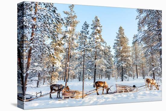 Reindeer in a Winter Forest in Finnish Lapland-BlueOrange Studio-Stretched Canvas