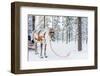 Reindeer in a Winter Forest in Finnish Lapland-BlueOrange Studio-Framed Photographic Print