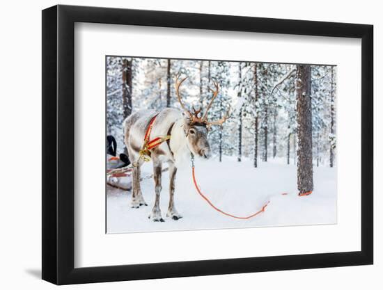 Reindeer in a Winter Forest in Finnish Lapland-BlueOrange Studio-Framed Photographic Print