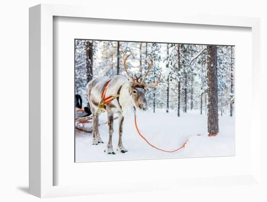 Reindeer in a Winter Forest in Finnish Lapland-BlueOrange Studio-Framed Photographic Print