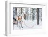 Reindeer in a Winter Forest in Finnish Lapland-BlueOrange Studio-Framed Photographic Print