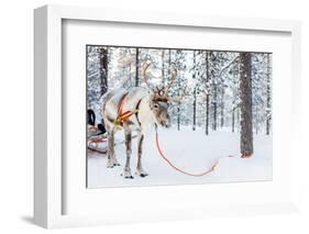 Reindeer in a Winter Forest in Finnish Lapland-BlueOrange Studio-Framed Photographic Print