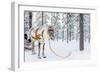 Reindeer in a Winter Forest in Finnish Lapland-BlueOrange Studio-Framed Photographic Print