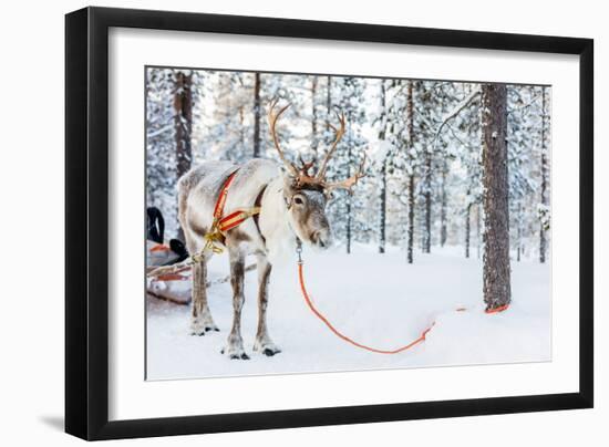 Reindeer in a Winter Forest in Finnish Lapland-BlueOrange Studio-Framed Photographic Print