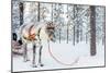 Reindeer in a Winter Forest in Finnish Lapland-BlueOrange Studio-Mounted Photographic Print