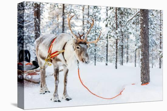 Reindeer in a Winter Forest in Finnish Lapland-BlueOrange Studio-Stretched Canvas