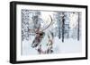 Reindeer in a Winter Forest in Finnish Lapland-BlueOrange Studio-Framed Photographic Print