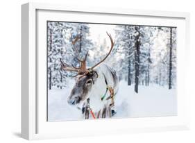 Reindeer in a Winter Forest in Finnish Lapland-BlueOrange Studio-Framed Photographic Print