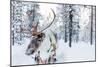 Reindeer in a Winter Forest in Finnish Lapland-BlueOrange Studio-Mounted Photographic Print