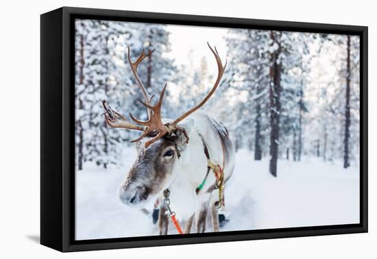 Reindeer in a Winter Forest in Finnish Lapland-BlueOrange Studio-Framed Stretched Canvas