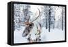 Reindeer in a Winter Forest in Finnish Lapland-BlueOrange Studio-Framed Stretched Canvas