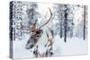 Reindeer in a Winter Forest in Finnish Lapland-BlueOrange Studio-Stretched Canvas