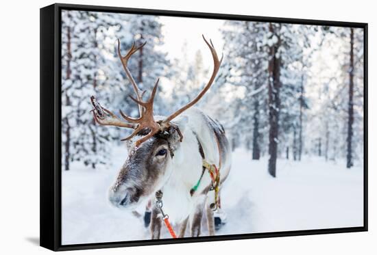 Reindeer in a Winter Forest in Finnish Lapland-BlueOrange Studio-Framed Stretched Canvas