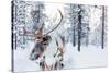 Reindeer in a Winter Forest in Finnish Lapland-BlueOrange Studio-Stretched Canvas